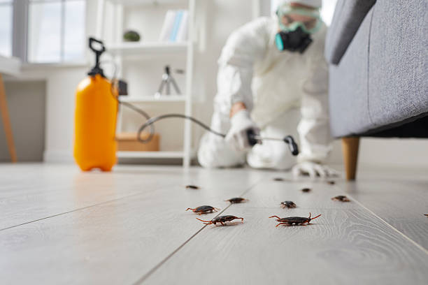 Post-Treatment Bed Bug Interceptor Monitoring in Palm Springs